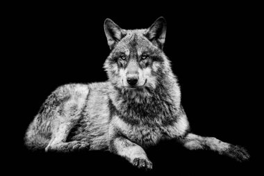 B & W 'de siyah arkaplanı olan gri kurt