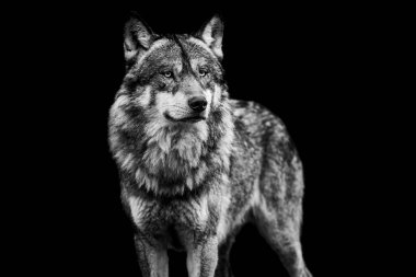 B & W 'de siyah arkaplanı olan gri kurt