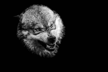 B & W 'de siyah arkaplanı olan gri kurt