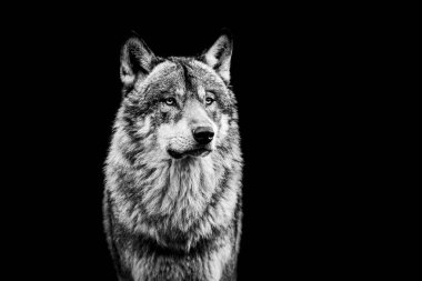 B & W 'de siyah arkaplanı olan gri kurt