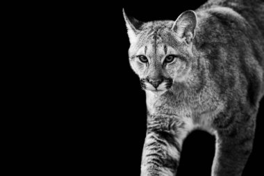 B & W 'de siyah arkaplanı olan puma