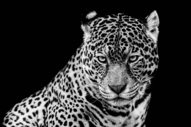 B & W 'de siyah arkaplanı olan Jaguar