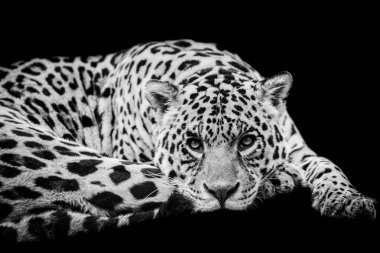 B & W 'de siyah arkaplanı olan Jaguar