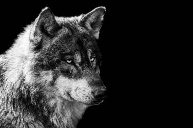 B & W 'de siyah arkaplanı olan gri kurt
