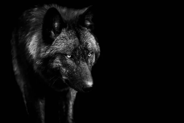 Loup Noir Avec Fond Noir Noir Blanc — Photo