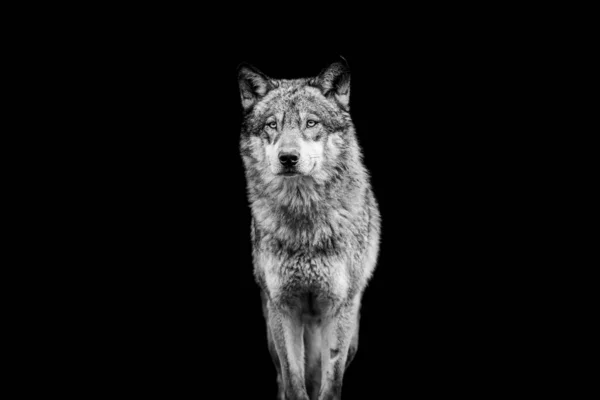 Grey Wolf Black Background — стоковое фото