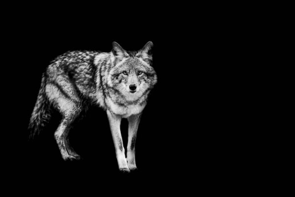 Coyote with a black Background in B&W