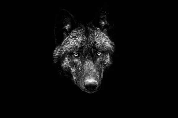 Lobo Negro Con Fondo Negro —  Fotos de Stock