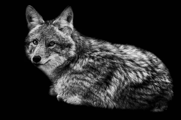 Coyote Med Svart Bakgrund — Stockfoto