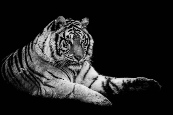 Tigre Con Sfondo Nero — Foto Stock