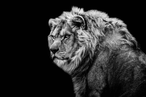 Lion Avec Fond Noir Noir Blanc — Photo