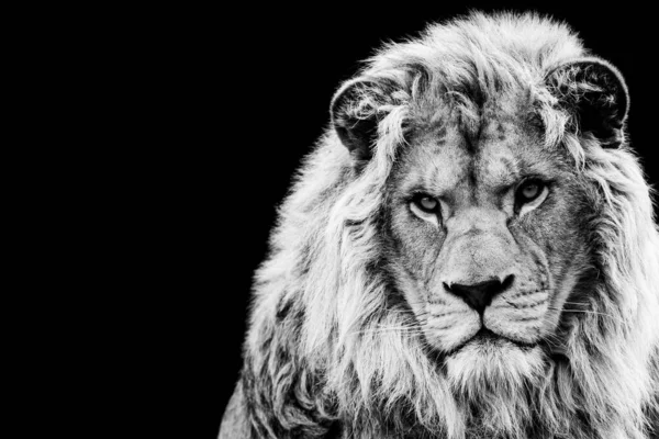 Lion Avec Fond Noir Noir Blanc — Photo