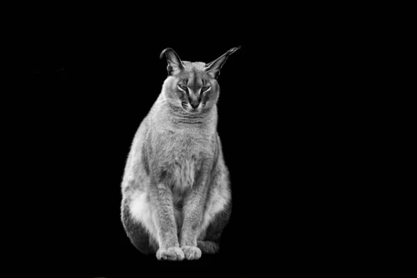 Cougar Avec Fond Noir Noir Blanc — Photo