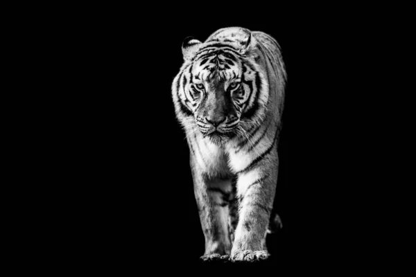 Tigre Avec Fond Noir Noir Blanc — Photo