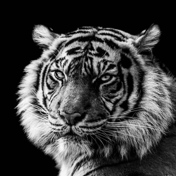 Tygrys Czarnym Tle — Zdjęcie stockowe