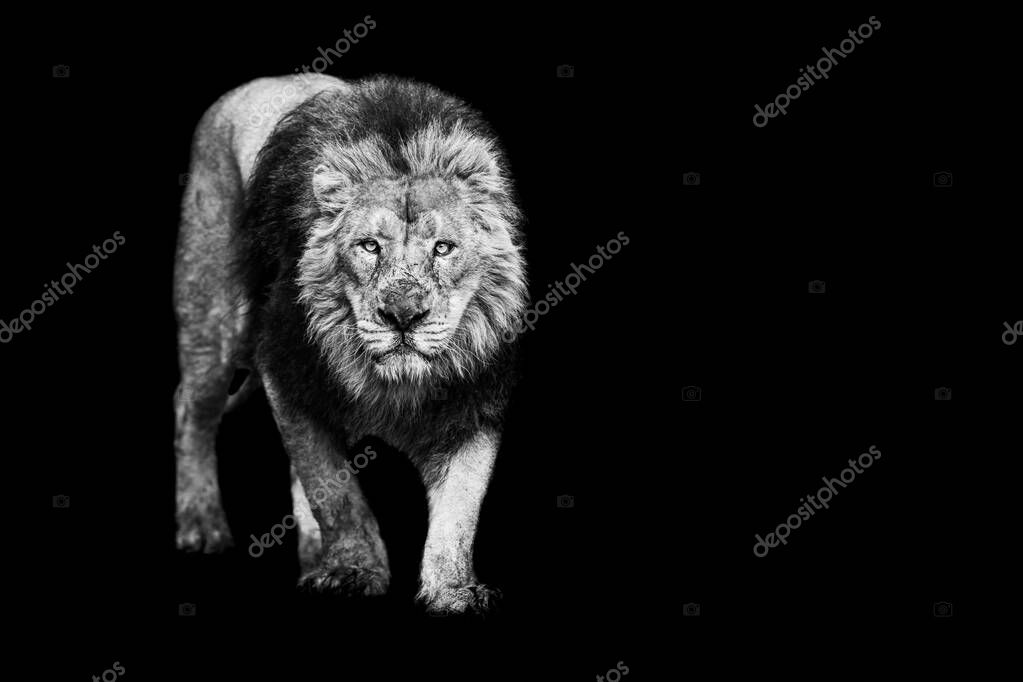 Lion with a black Background in B&W