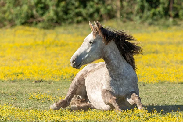 Camargue Horses South France — Stock Photo, Image