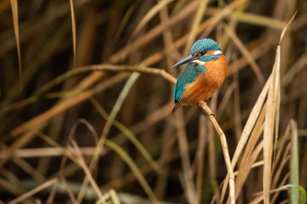 Eisvogel Ast — Stockfoto