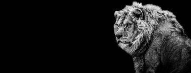B & W içindeki Aslan şablonu siyah arkaplan