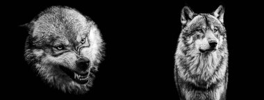 B & W içindeki siyah arkaplanlı gri kurt şablonu 