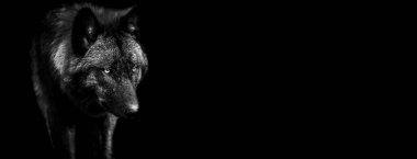 Siyah arkaplanlı B & W içindeki siyah kurt şablonu