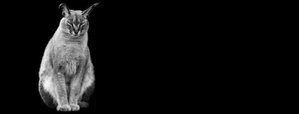 黒を基調としたB Bのカラカルのテンプレート — ストック写真
