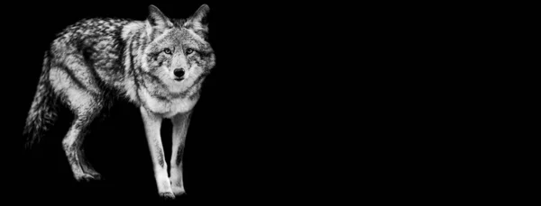 Šablona Kojota Černým Pozadím — Stock fotografie