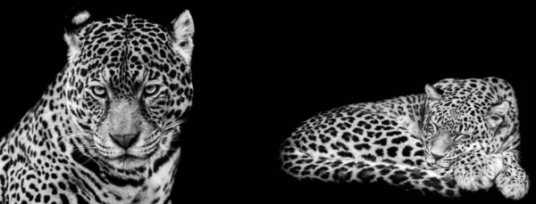 Modèle Jaguar Noir Blanc Avec Fond Noir — Photo