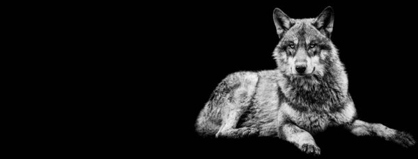 Template of grey wolf in B&W with black background
