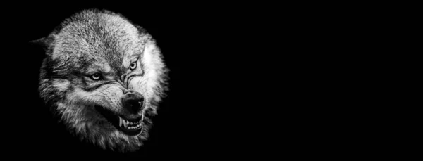 Sjabloon Van Grijze Wolf Met Zwarte Achtergrond — Stockfoto