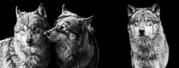 Plantilla Lobo Gris Con Fondo Negro — Foto de Stock