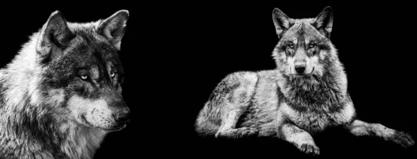 白黒の背景を持つB Bの灰色のオオカミのテンプレート — ストック写真
