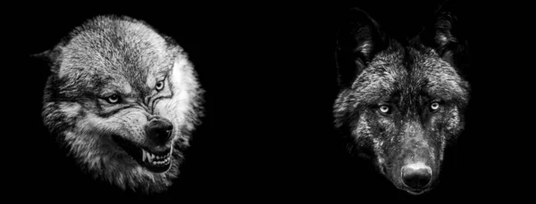 Template of grey wolf and black in B&W with black background