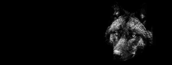 Template of black wolf in B&W with black background