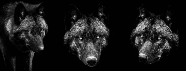 Plantilla Lobo Negro Con Fondo Negro — Foto de Stock