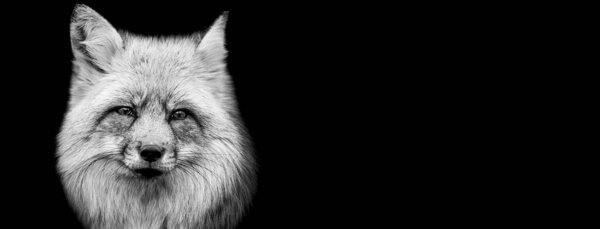 Template of red fox in B&W with black background