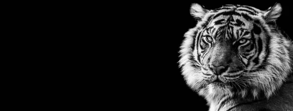 Šablona Tygra Černým Pozadím — Stock fotografie
