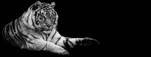Modello Tigre Con Sfondo Nero — Foto Stock