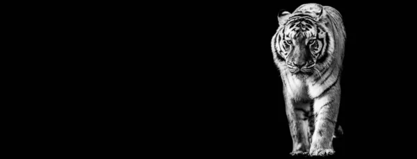 Template Tiger Black Background — стоковое фото