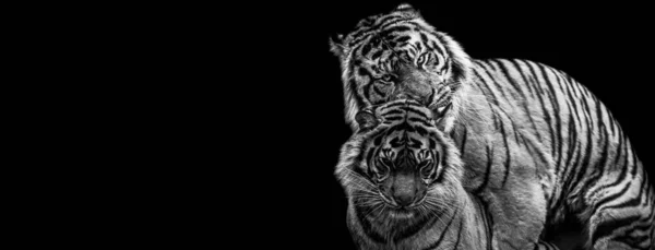 Template Tiger Black Background — стоковое фото