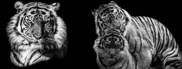 Template of Tiger in B&W with black background