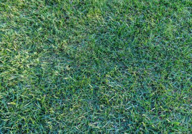 yeşil çim dokulu arka plan