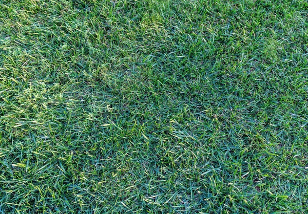 yeşil çim dokulu arka plan