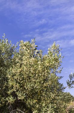 Zeytin ağacı dalları ile arka planda gökyüzü