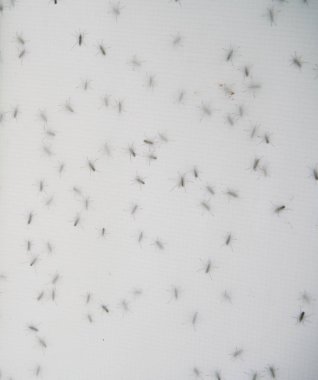 Dışarıda sivrisineklerle kaplı bir tente var..