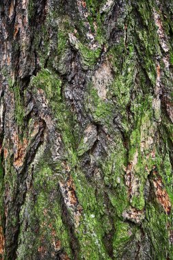 Ağaç kabuğu. Doku arkaplanı