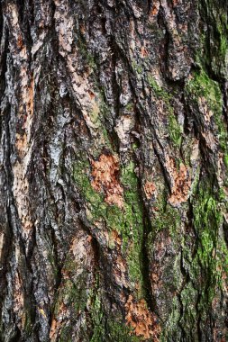 Ağaç kabuğu. Doku arkaplanı