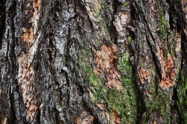 Ağaç kabuğu. Doku arkaplanı