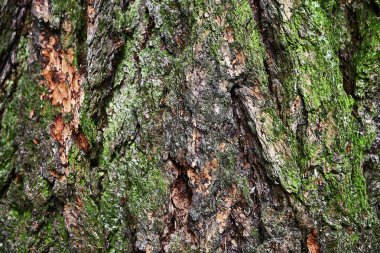 Ağaç kabuğu. Doku arkaplanı