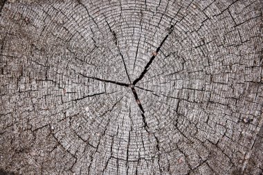 Ahşap arka. Doku arkaplanı